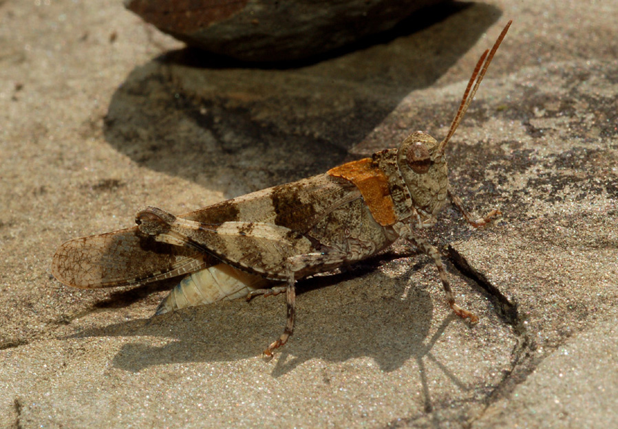 Oedipoda coerulescens