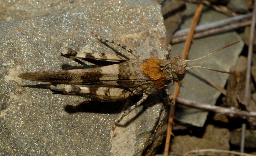 Oedipoda coerulescens