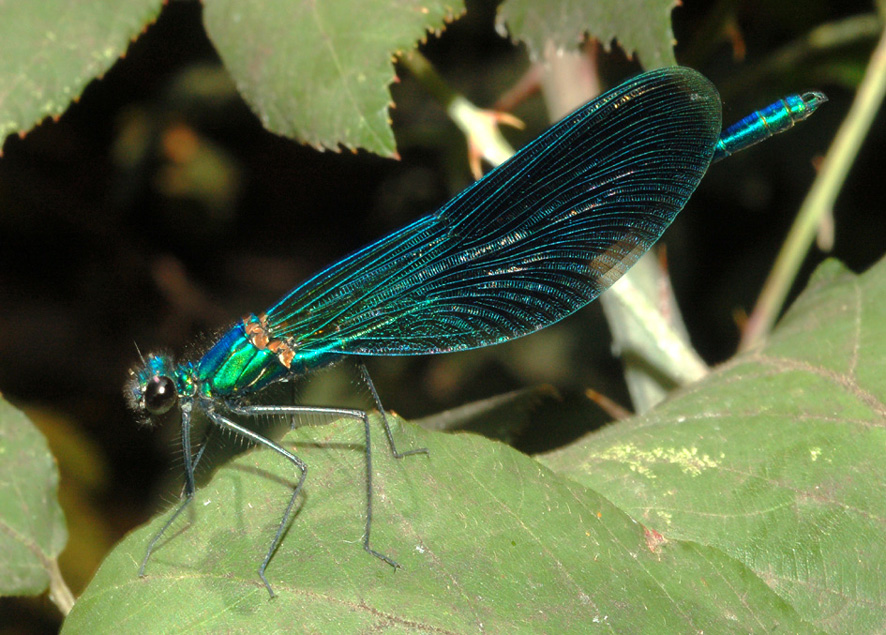 conferma id - Calopteryx splendens e virgo