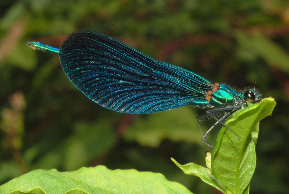 conferma id - Calopteryx splendens e virgo