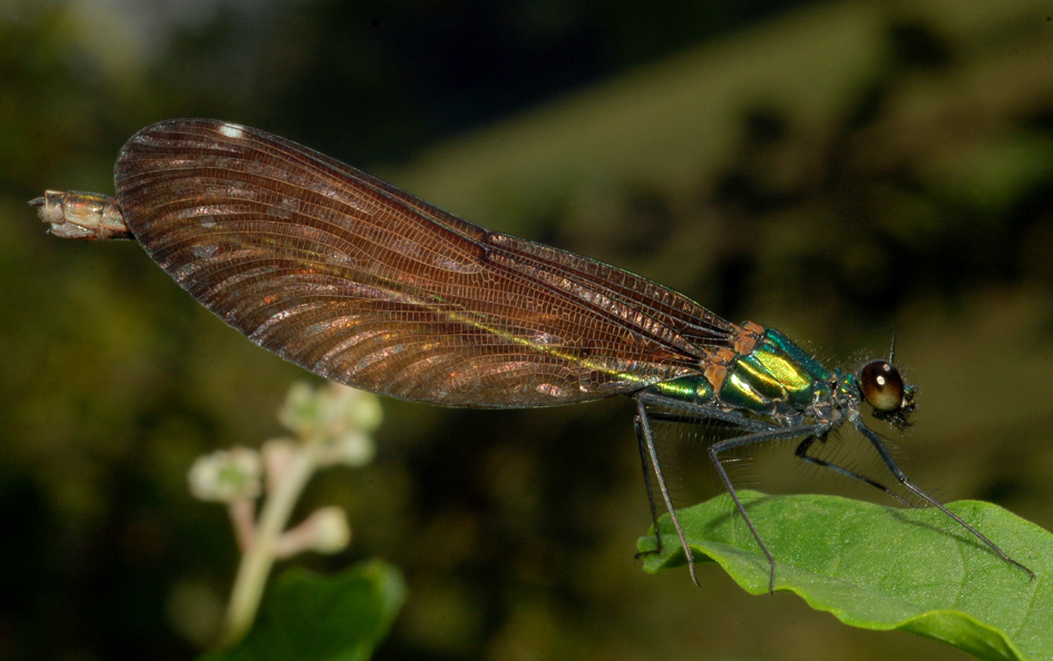 conferma id - Calopteryx splendens e virgo