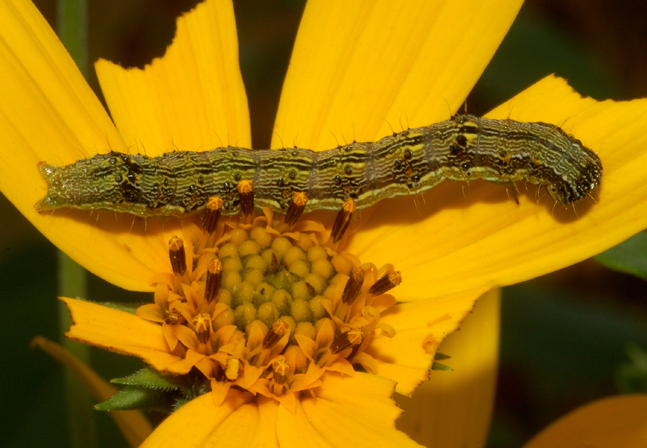 conferma bruco Helicoverpa Armigera - S, confermato