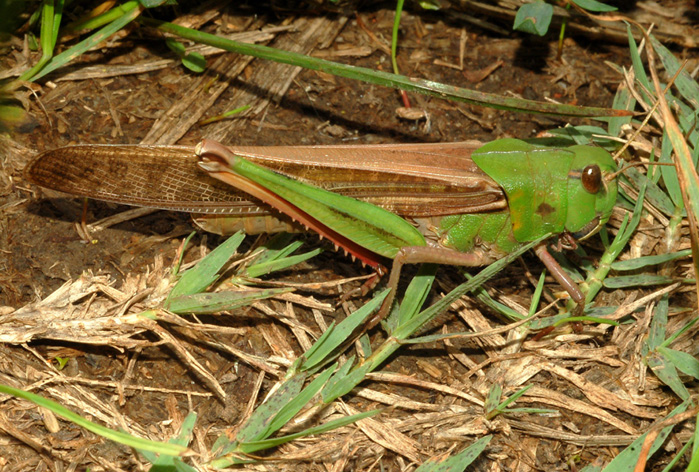 Locusta migratoria cinerascens