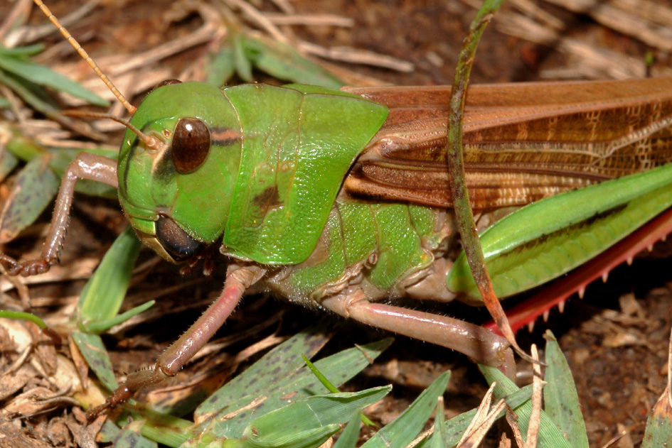 Locusta migratoria cinerascens