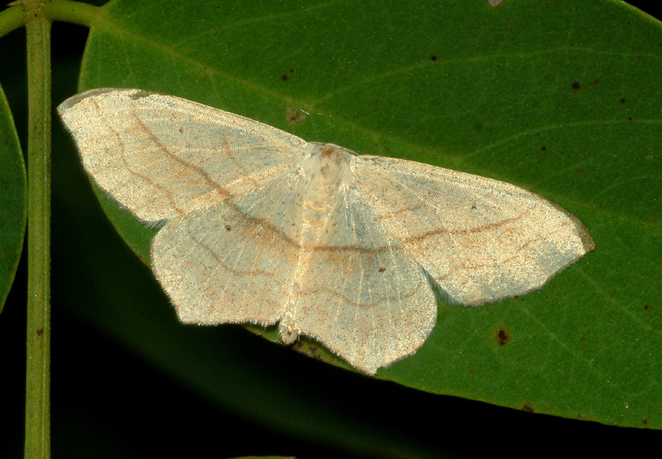 idaea aversata: chiedo conferma