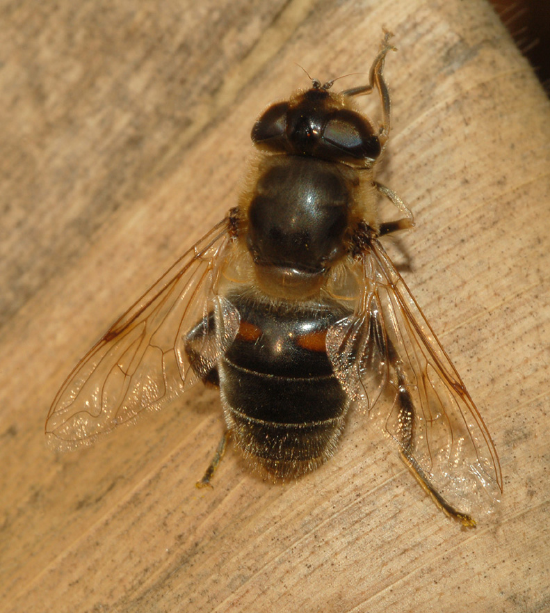 Eristalis tenax  F (Syrphidae)