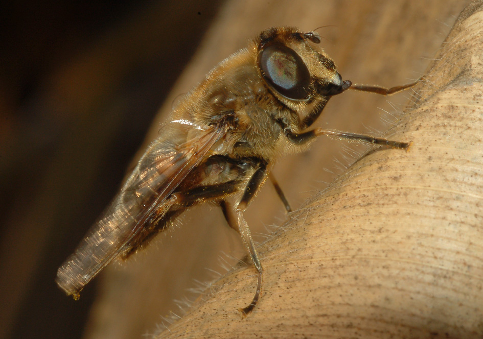 Eristalis tenax  F (Syrphidae)