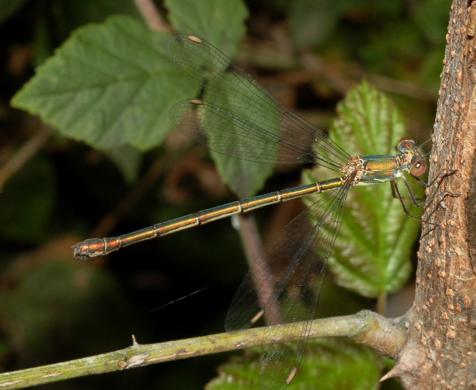 aiuto id: Chalcolestes viridis