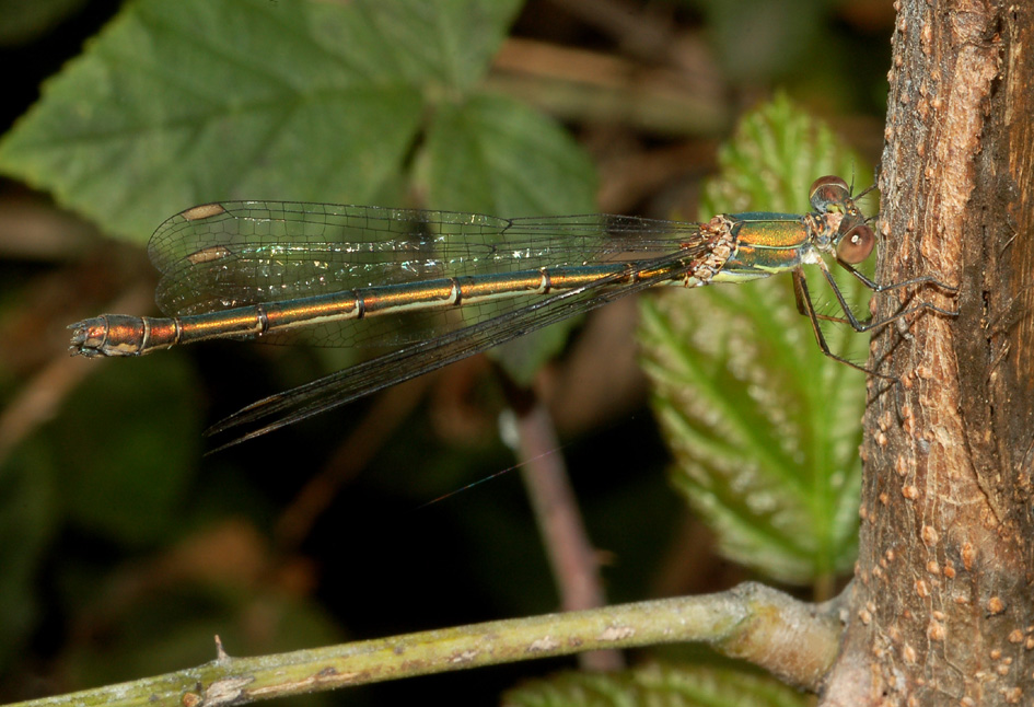 aiuto id: Chalcolestes viridis