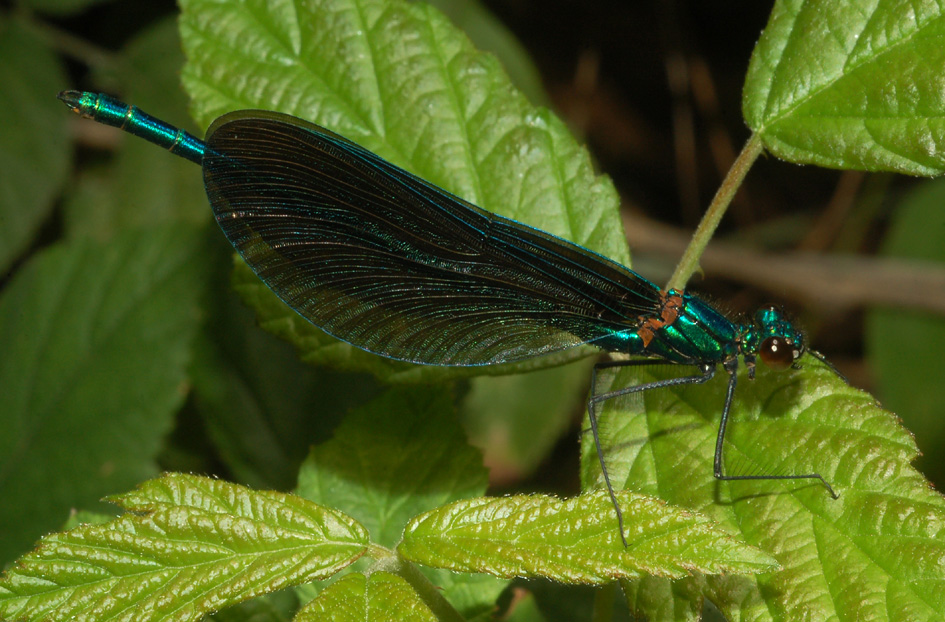 ultima conferma e...buon natale a tutti! - Calopteryx virgo