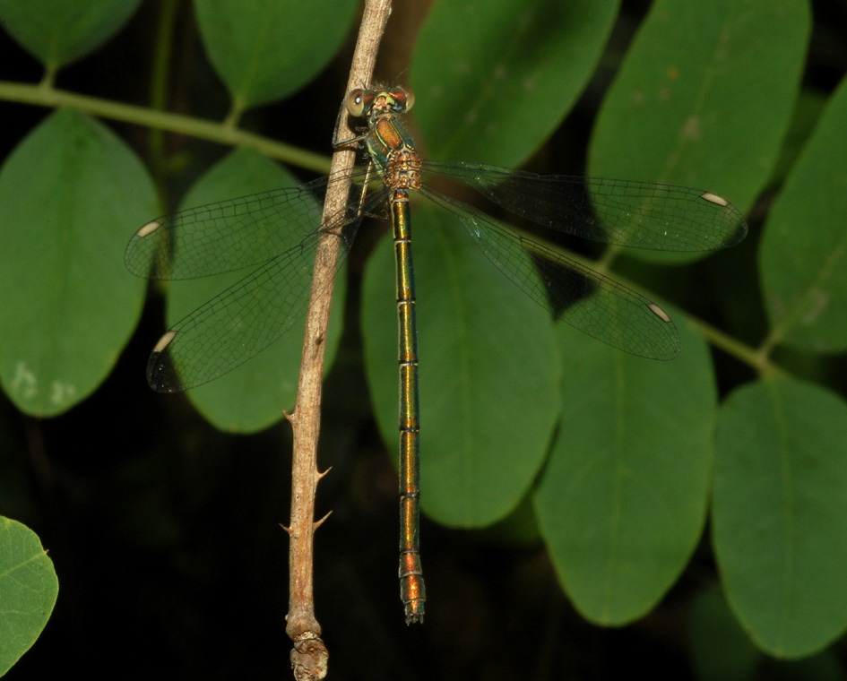 aiuto id: Chalcolestes viridis