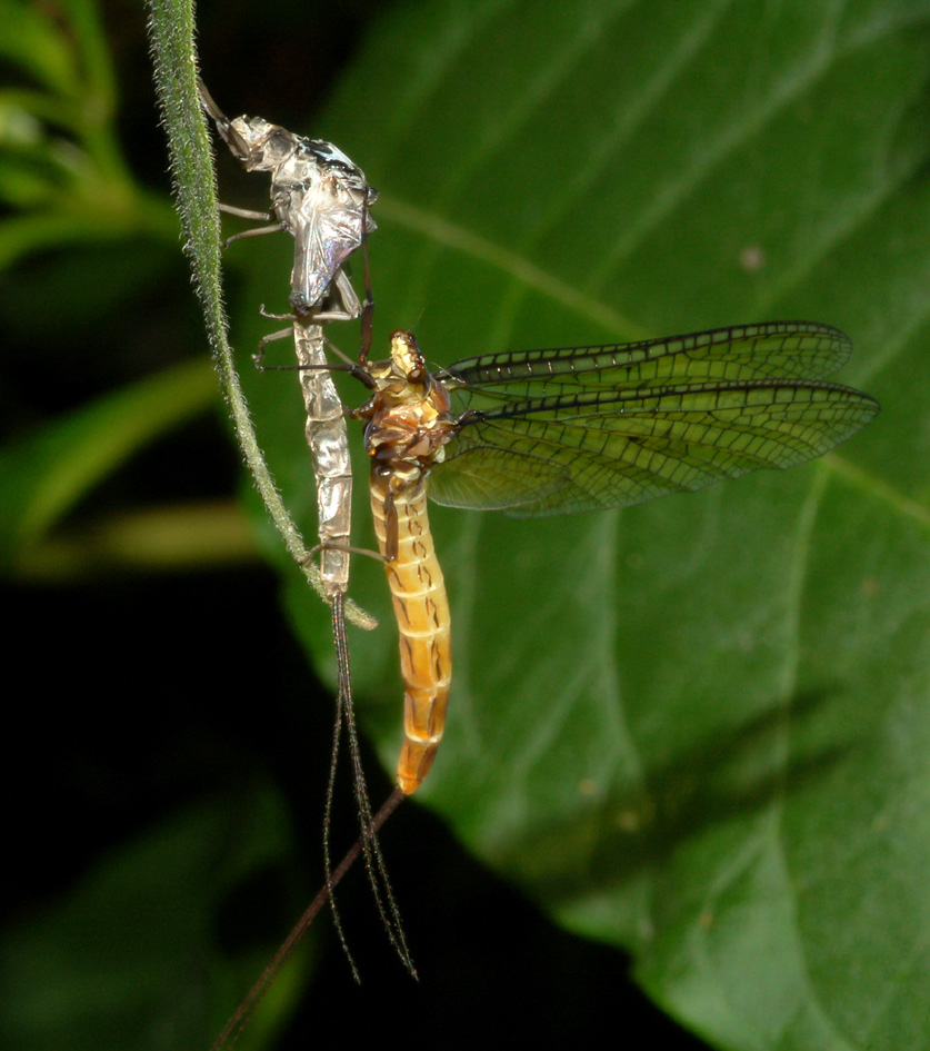 Ephemera danica appena mutata