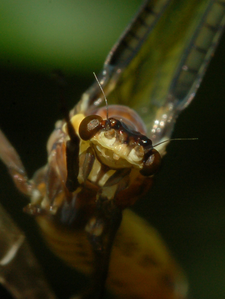 Ephemera danica appena mutata