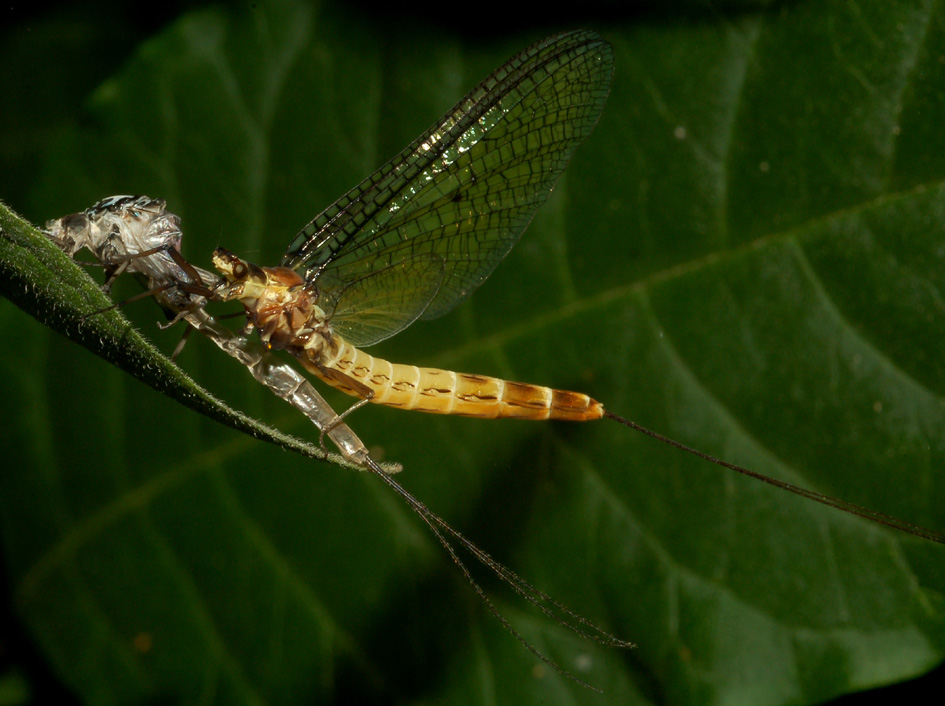 Ephemera danica appena mutata