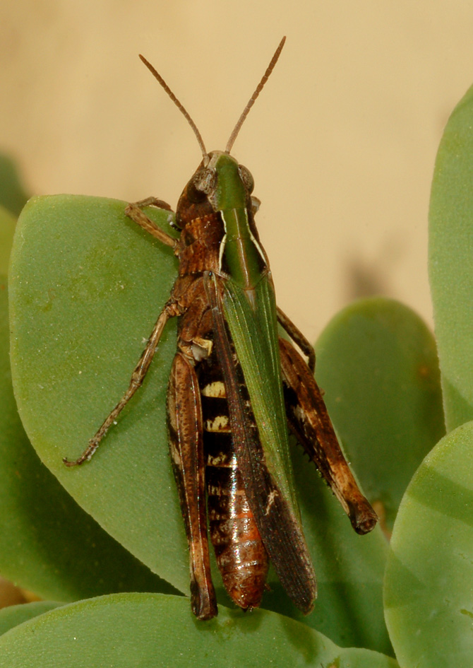 Omocestus rufipes