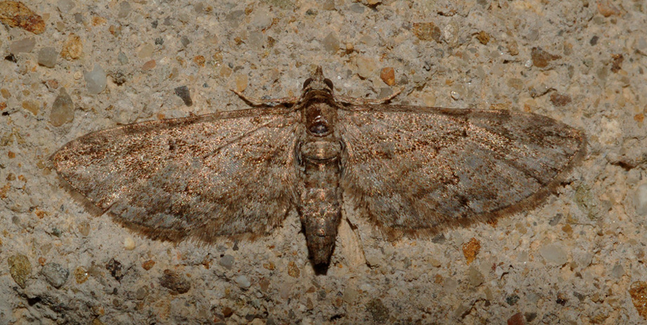 altra eupithecia...