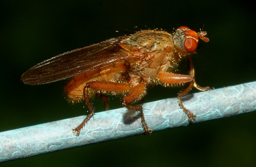 Scathophaga sp. M (Scathophagidae)