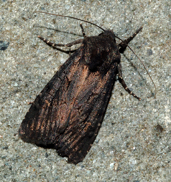 aiuto id - Aporophyla (Phylapora) nigra