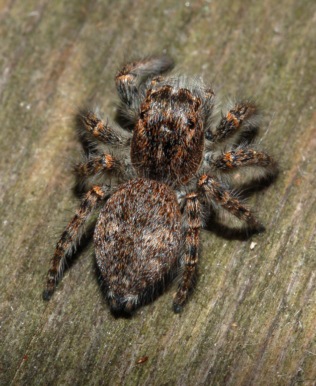 salticidae 2