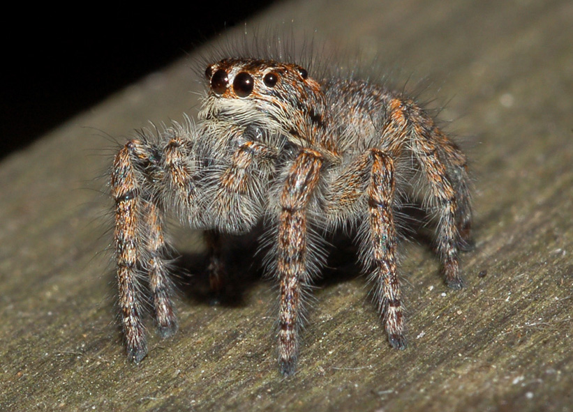 salticidae 2