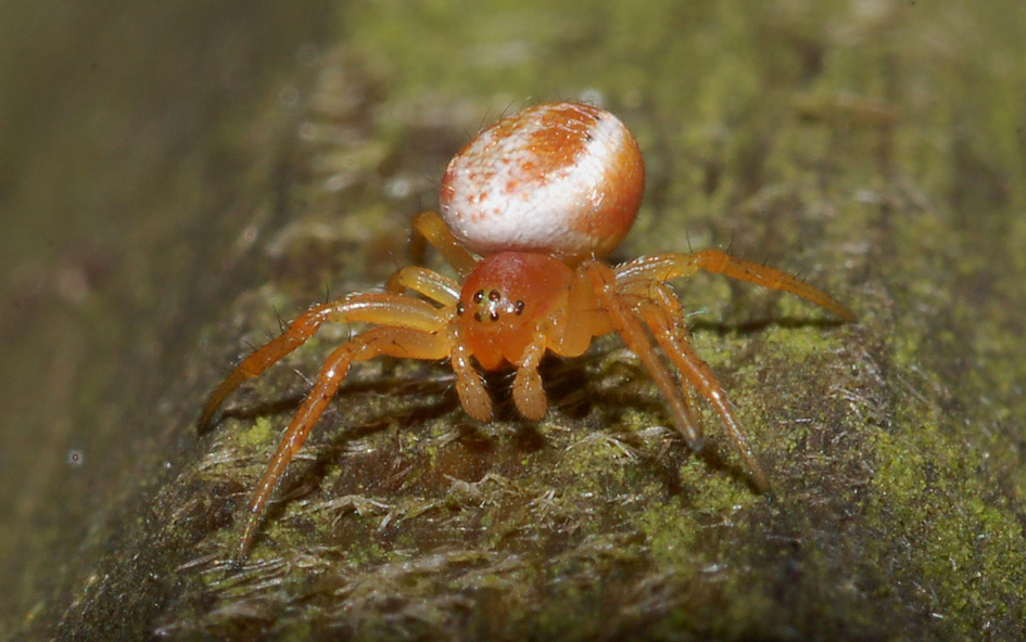 Araniella sp.