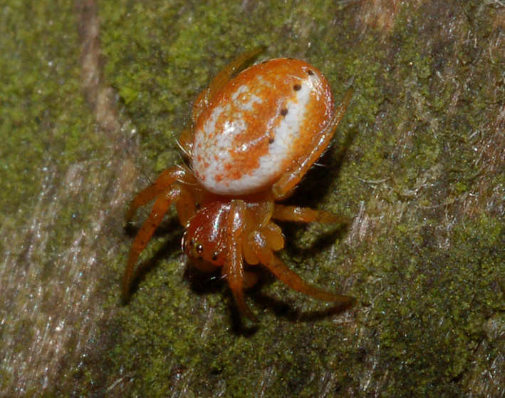 Araniella sp.