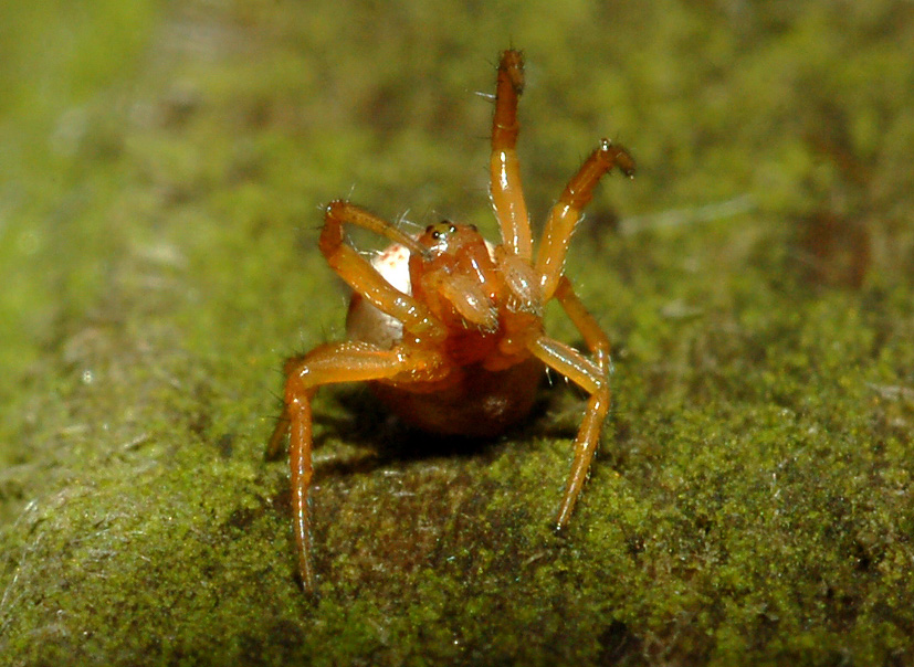 Araniella sp.