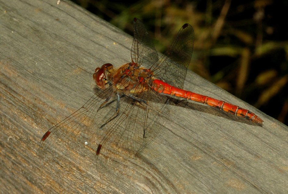 conferma per s.striolatum maschio!