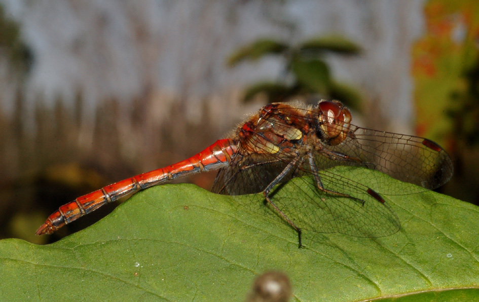 conferma per s.striolatum maschio!