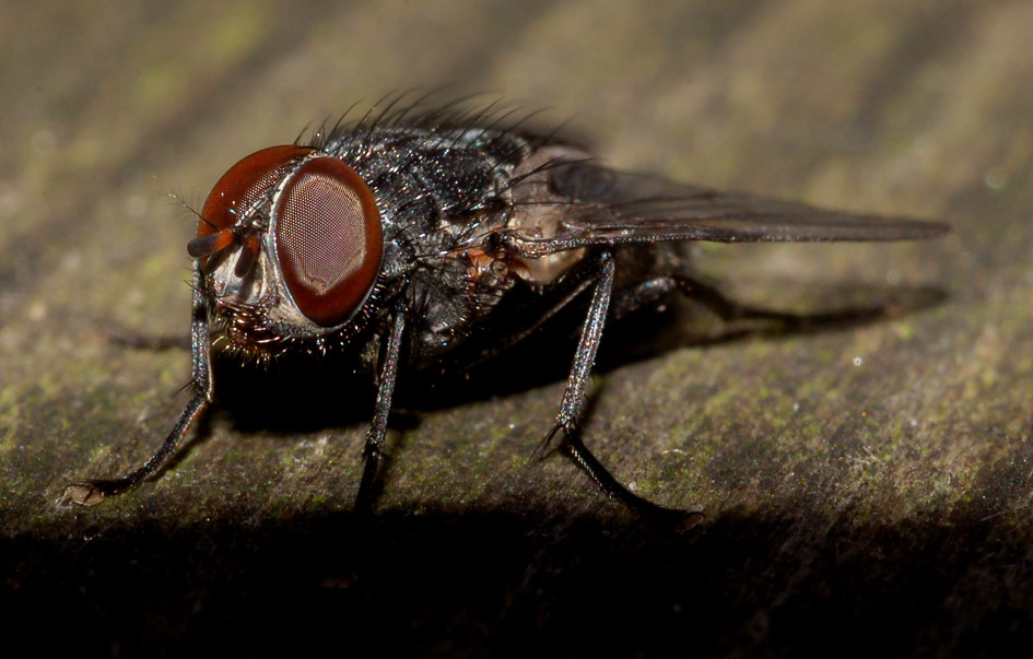 possibile Muscina prolapsa M (Muscidae)