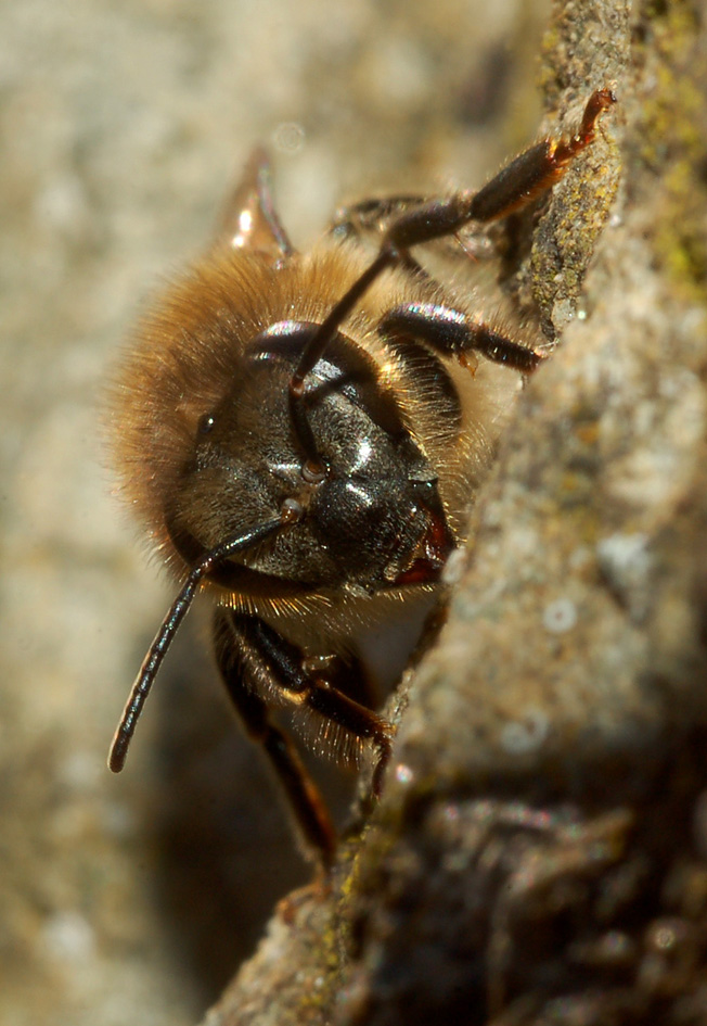 Apis mellifera F (Apidae)