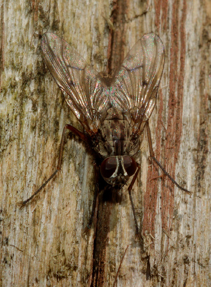 Phaonia fuscata  (Muscidae)