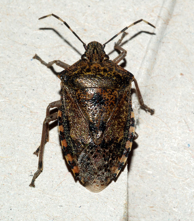 pentatomidae? Si: Rhaphigaster nebulosa