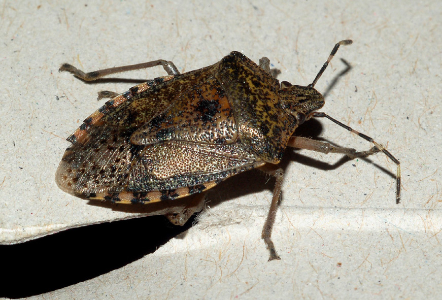 pentatomidae? Si: Rhaphigaster nebulosa