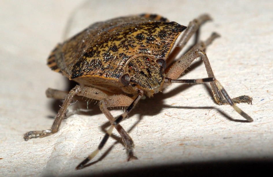 pentatomidae? Si: Rhaphigaster nebulosa