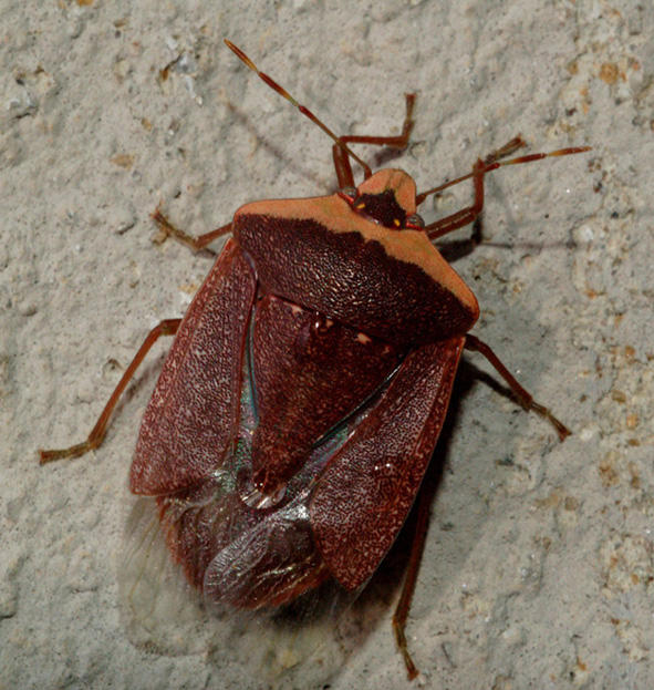 Pentatomidae: Nezara viridula f. torquata di Cavriglia