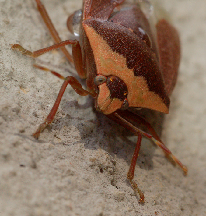 Pentatomidae: Nezara viridula f. torquata di Cavriglia