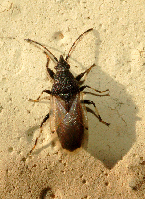 Lygaeidae: Oxycarenus hyalinipennis di Cavriglia