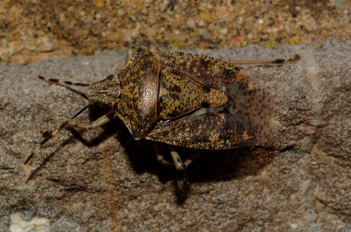 Pentatomidae: Rhaphigaster nebulosa di Cavriglia