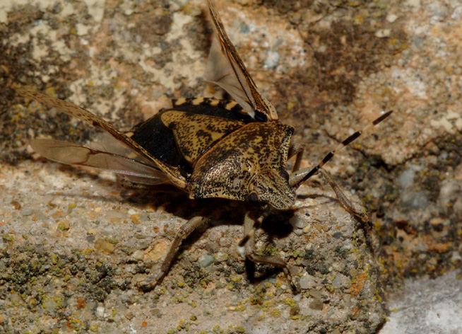 Pentatomidae: Rhaphigaster nebulosa di Cavriglia