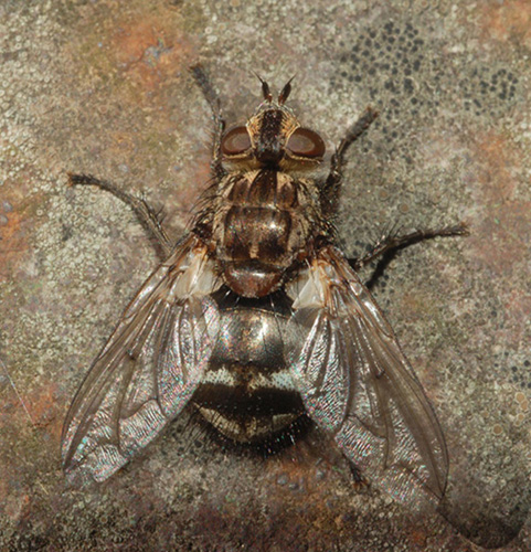 Ernestia puparum (Tachinidae).