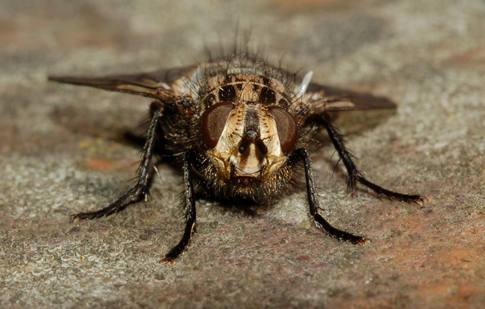 Ernestia puparum (Tachinidae).