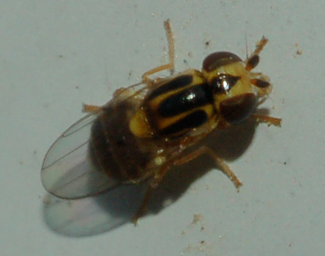 chloropidae da classificare