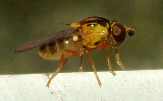 chloropidae da classificare