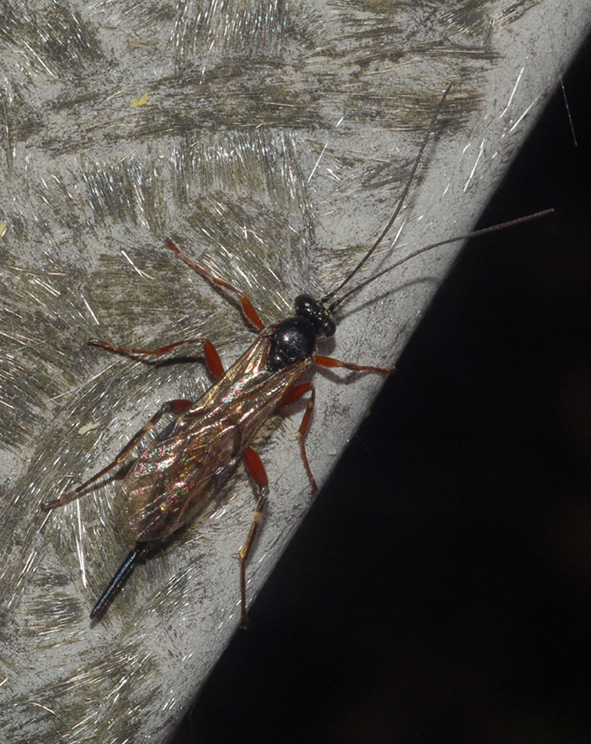 Ichneumonidae: forse Pimpla sp.