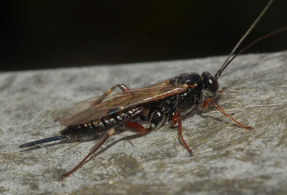 Ichneumonidae: forse Pimpla sp.