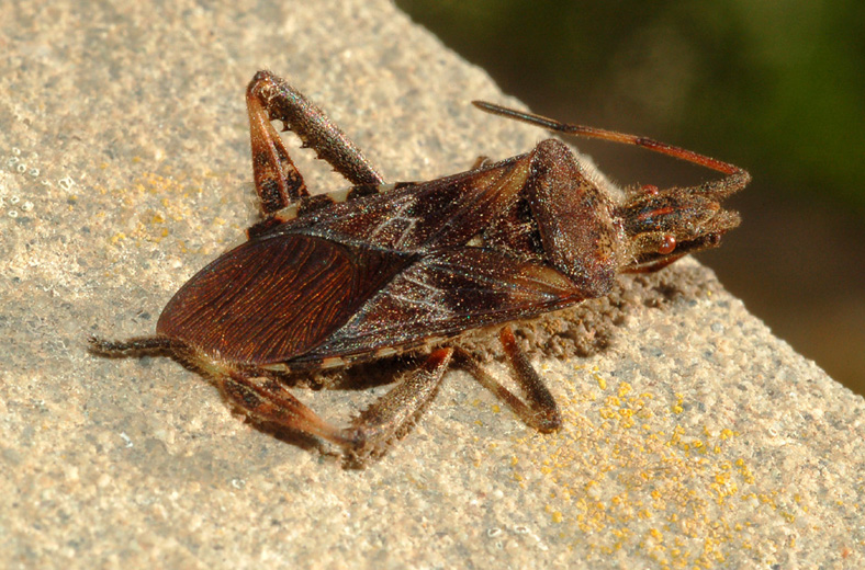 Coreidae: Leptoglossus occidentalis di Cavriglia