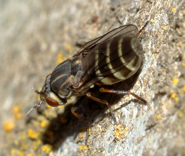 chlorops strigulus