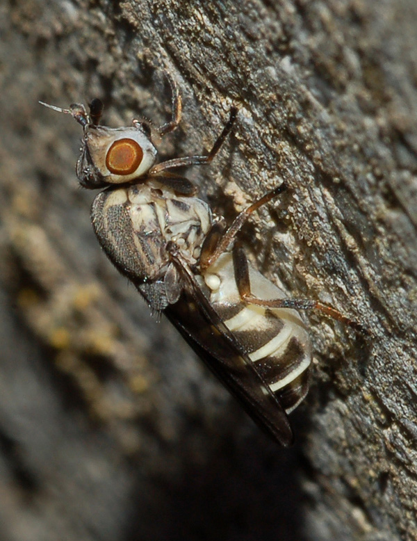 chlorops strigulus