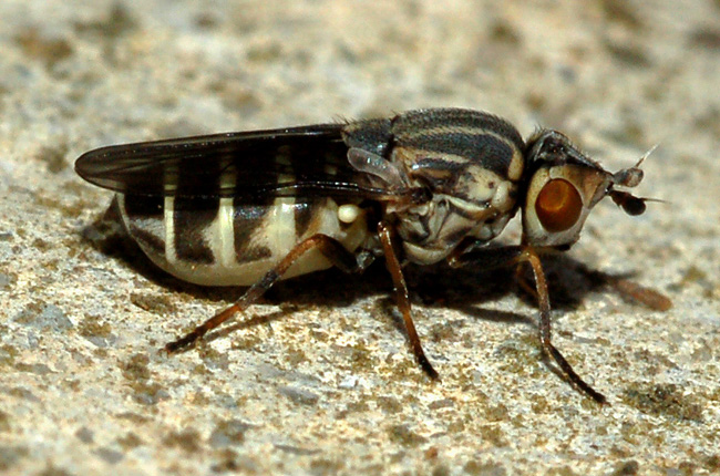 chlorops strigulus